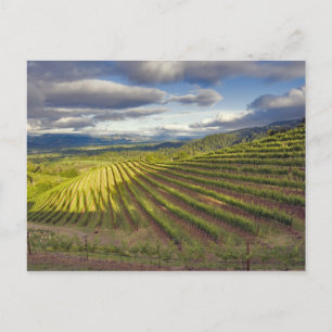 Postal Viñedo. Valle de Napa. Napa. Condado de Napa,