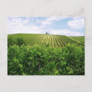 Postal Viñedo - Vignoble