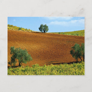 Postal Viñedos cerca de Montilla, Andalucía, España en el