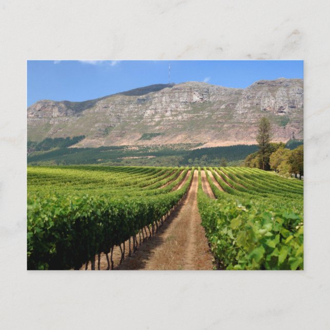 Postal Viñedos de Groot Constantia Wine Estate (Anverso)