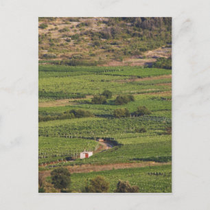 Postal viñedos de Smokvica en Korcula desde Toreta