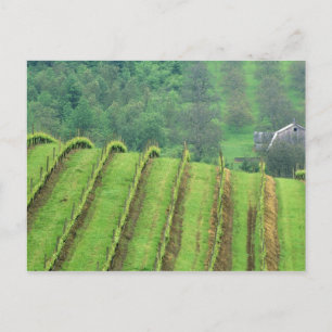 Postal Viñedos de uva cerca de Newberg Oregon