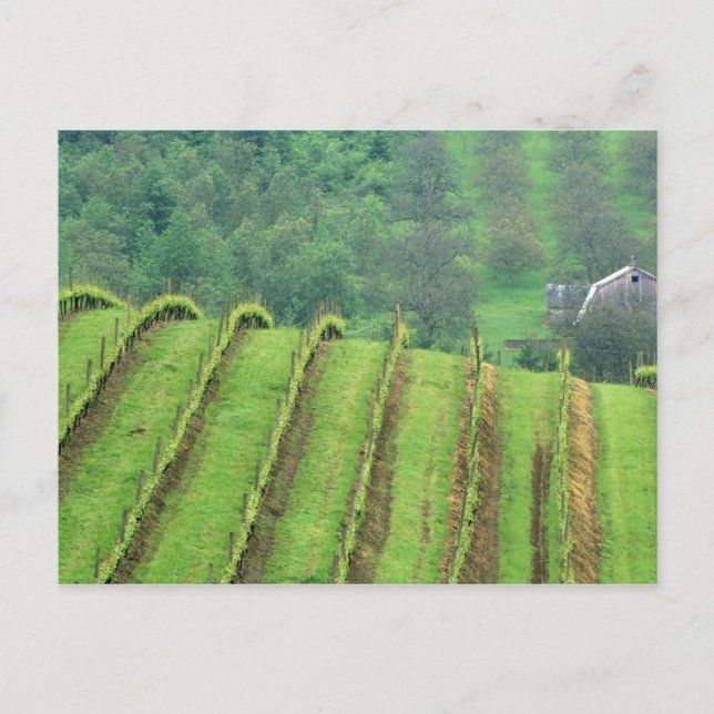 Postal Viñedos de uva cerca de Newberg Oregon (Anverso)