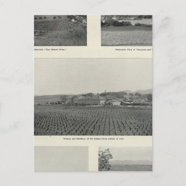 Postal Viñedos Modelo, California (Anverso)