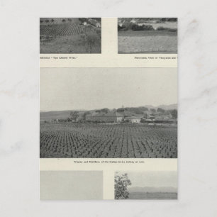 Postal Viñedos Modelo, California