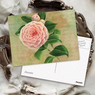 Postal Viñeta Camellia Botánica Francesa