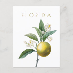 Postal Viñeta Florida a mediados de siglo Post
