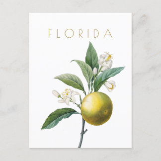 Postal Viñeta Florida a mediados de siglo Post