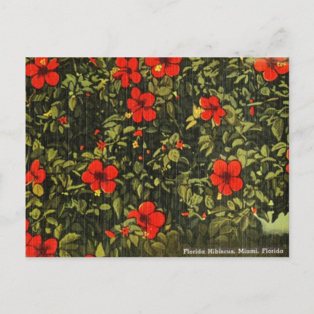 Postal Viñeta Hibiscus, Miami, Florida (Anverso)