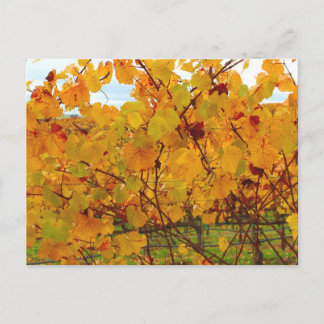 Postal Vineyard