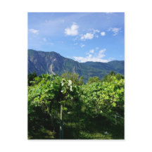 Vineyard al sur de BC, Canadá