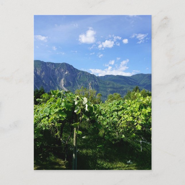 Postal Vineyard al sur de BC, Canadá (Anverso)