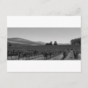 Postal Vineyard de B&W