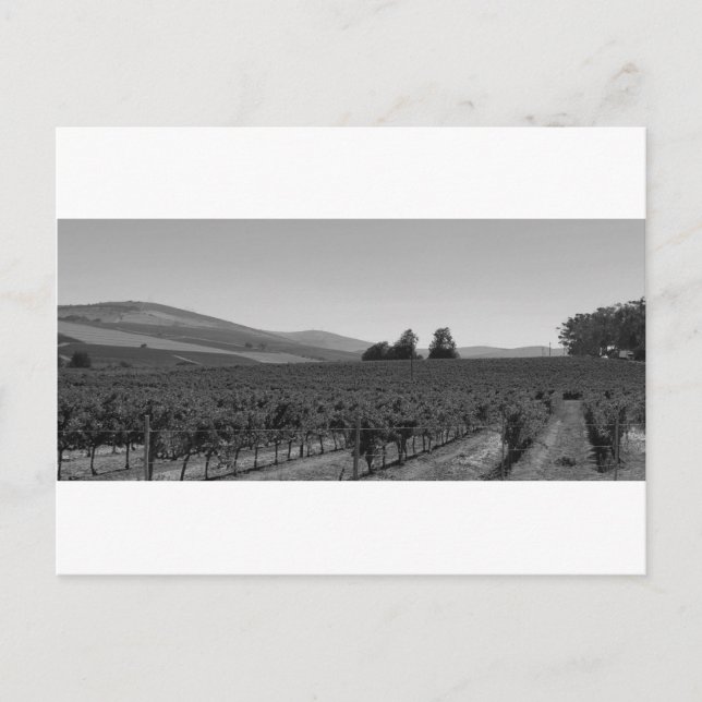 Postal Vineyard de B&W (Anverso)