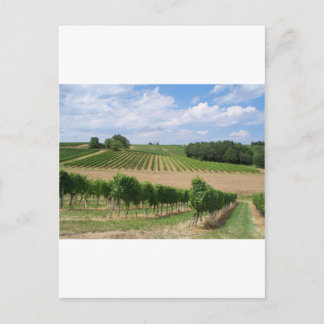 Postal Vineyard - Viñedo (Burdeos - Francia) 04