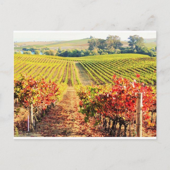 POSTAL VINEYARDS.JPG (Anverso)