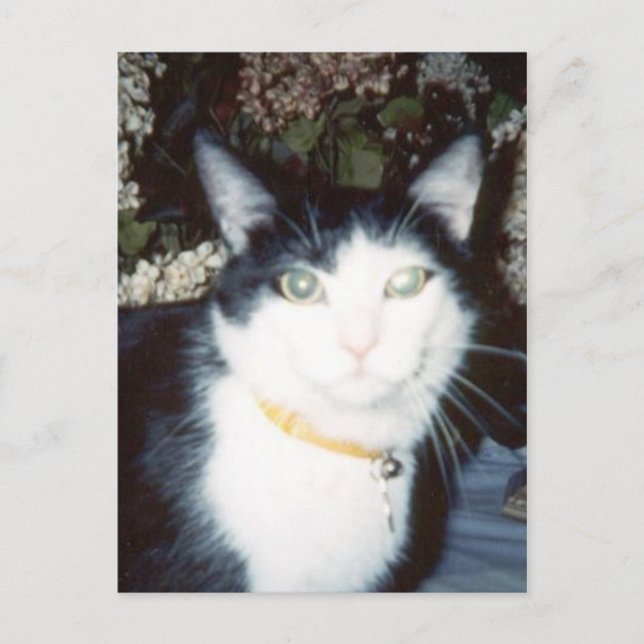 Postal Vinnie (Anverso)