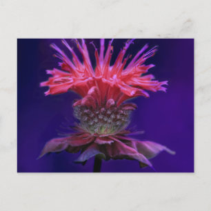Postal Vino de frambuesa rosa Flor de Bálsamo de abeja en