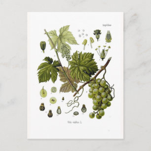 Postal Vino de uva