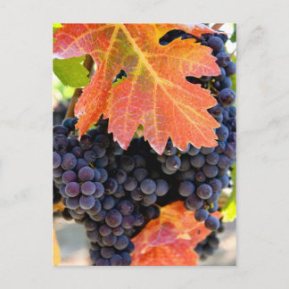 Postal Vino de uva de crema seca