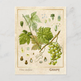 Postal Vino de uva de uva de Medicina de la Vintage Botán