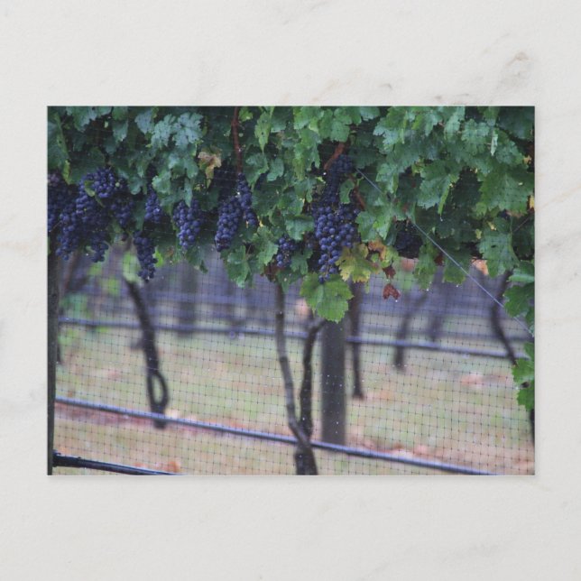 Postal Vinos de uvas (Anverso)