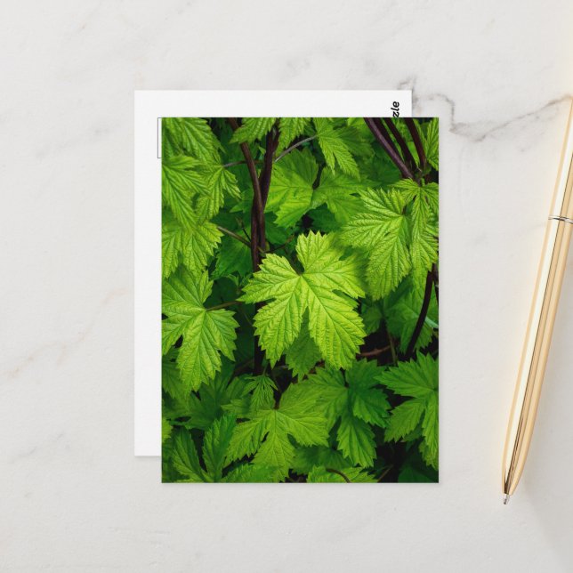 Postal Vinos verdes (Anverso/Reverso In Situ)