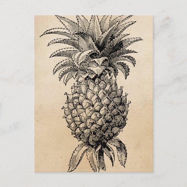 Postal Vintage 1800 Ilustracion de piña (Anverso)