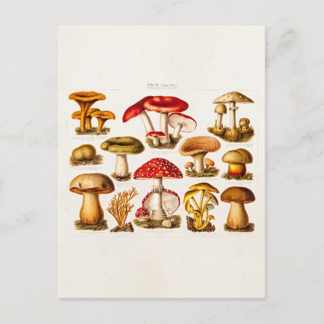 Postal Vintage 1800 Mushroom Variety Red Mushrooms (Anverso)