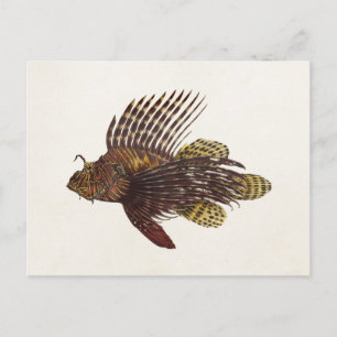 Postal Vintage 1905 Lionfish Scorpionfish Retro Lion Fish
