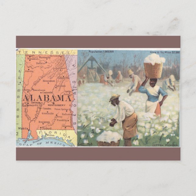 Postal Vintage Alabama Cotton Picking Postcard (Anverso)