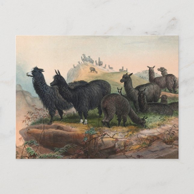 Postal Vintage Alpacas 1861 Book Illustration Postcard (Anverso)