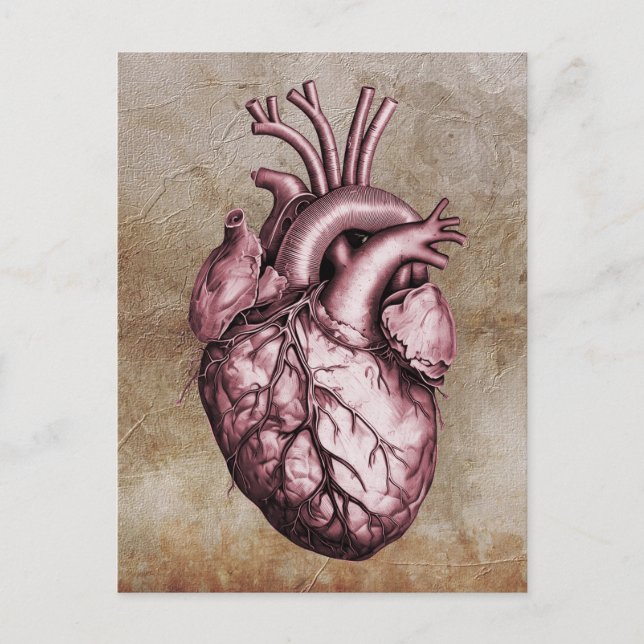 Postal Vintage anatomical illustration of the human heart (Anverso)