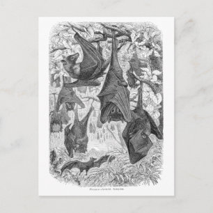 Postal Vintage años 1800 Flying Fox Bat Retro Plantilla B