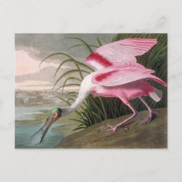 Postal Vintage Audubon Ilustracion Spoonbill Bird