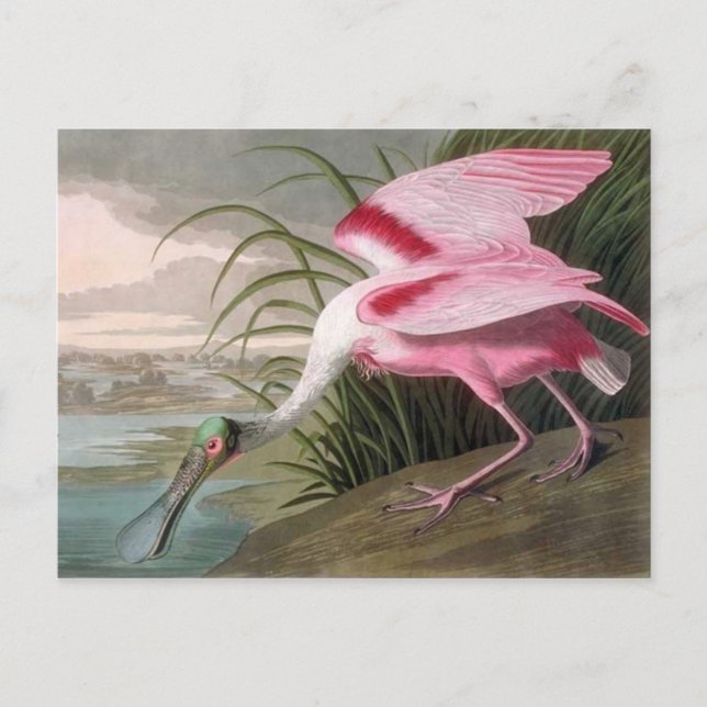 Postal Vintage Audubon Ilustracion Spoonbill Bird (Anverso)