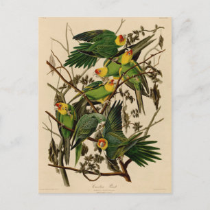Postal Vintage Audubon Parrot