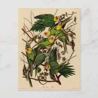 Postal Vintage Audubon Parrot