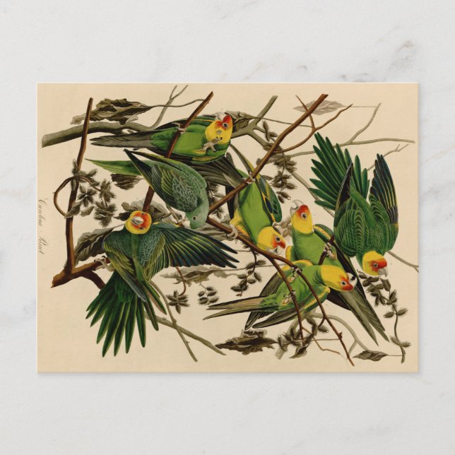 Postal Vintage Audubon Parrot (Anverso)