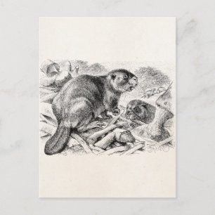 Postal Vintage Beaver Ilustracion Retro Beavers and Dam