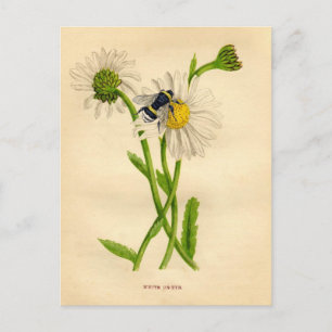 Postal Vintage Bee and Daisy