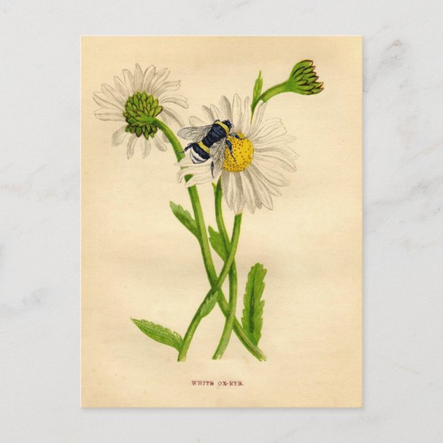 Postal Vintage Bee and Daisy (Anverso)