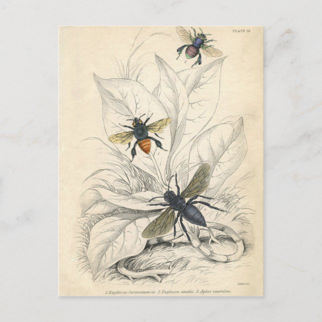 Postal VIntage Bees (Anverso)