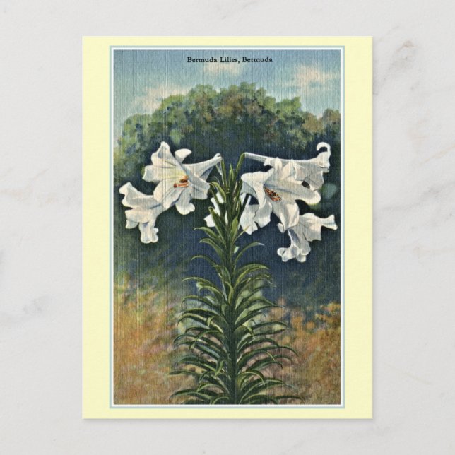 Postal Vintage Bermuda Lilies, Bermudas (Anverso)