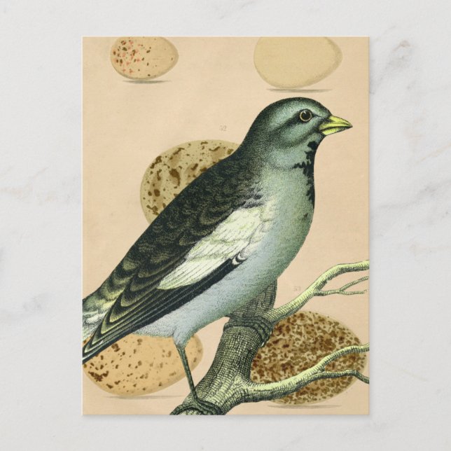 Postal Vintage Bird Digital Art (Anverso)