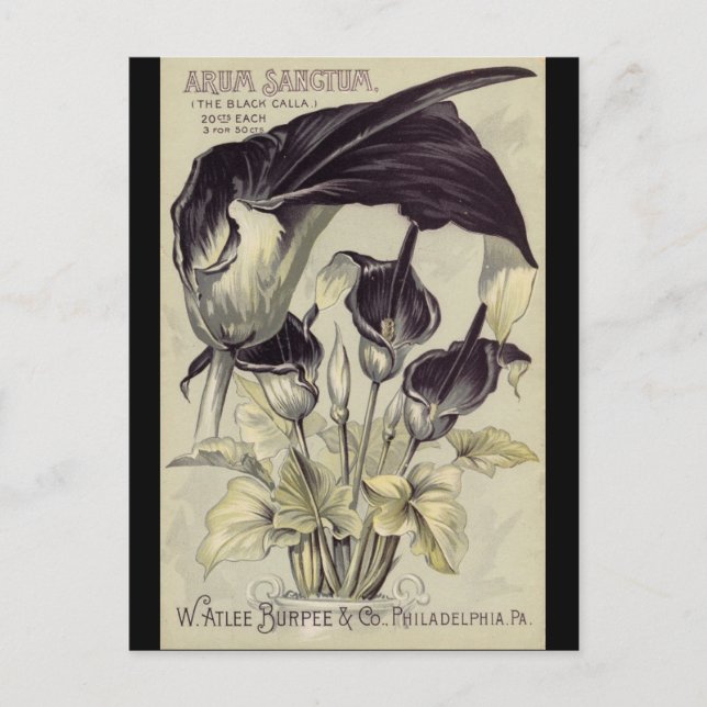 Postal Vintage Black Calla Lilies (Anverso)