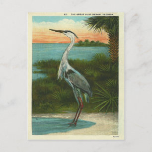 Postal Vintage Blue Heron Florida