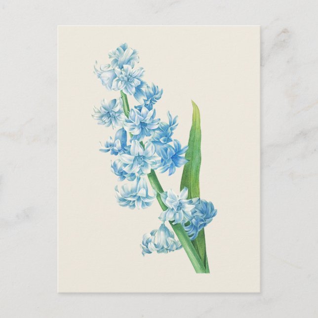 Postal Vintage Blue Hyacinth Ilustracion Botánico (Anverso)