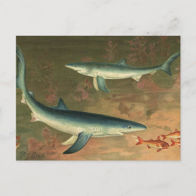 Postal Vintage Blue Shark Comer pescado, vida marina (Anverso)
