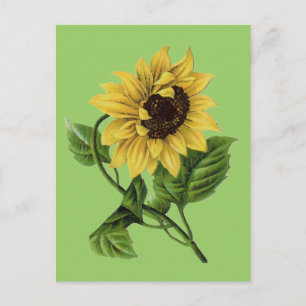 Postal Vintage Botanicals Dandy Sunflower